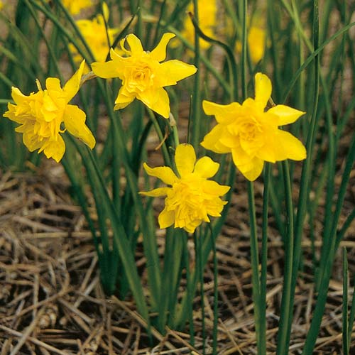 Short Narcissus, bulbs to buy today from Riverside Bulbs Short Narcissus, bulbs to buy today from Riverside Bulbs
