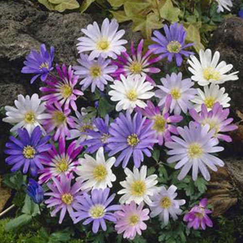 anemone blanda planting cottage garden flower bulbs to buy today from riverside bulbs anemone blanda planting cottage garden flower bulbs to buy today from riverside bulbs