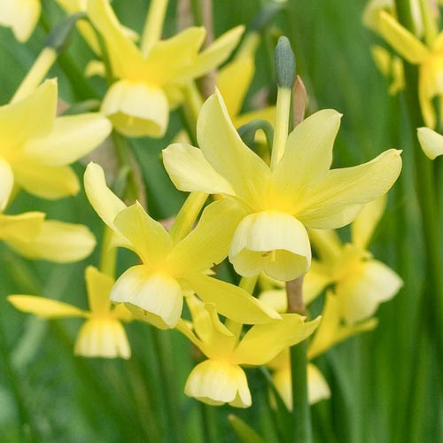 Short Narcissus, bulbs to buy today from Riverside Bulbs