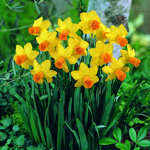 NarcissusJetfire.jpg NarcissusJetfire.jpg