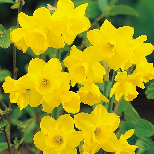 Short Narcissus, bulbs to buy today from Riverside Bulbs Short Narcissus, bulbs to buy today from Riverside Bulbs