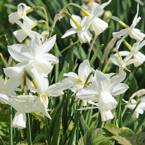 Short Narcissus, bulbs to buy today from Riverside Bulbs