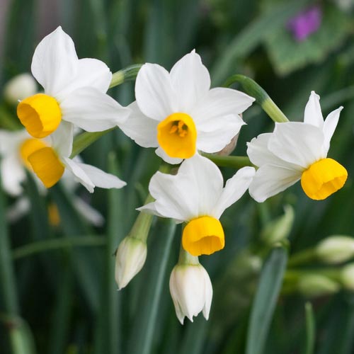Short Narcissus, bulbs to buy today from Riverside Bulbs