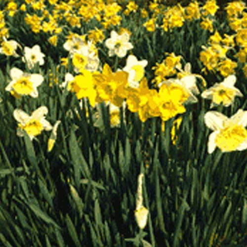 balanced mix of large flowered yellow varieties, King Alfred type 