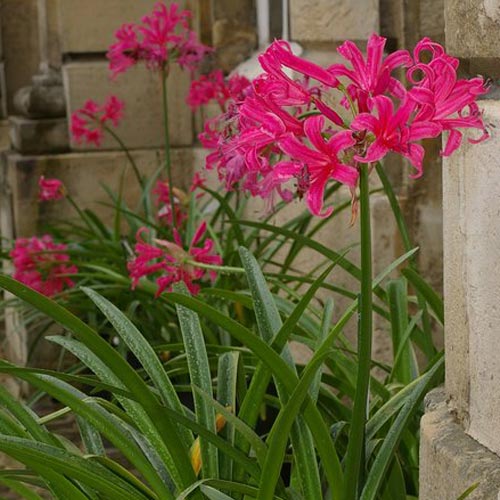 Big bulbs, Amaryllis, Cardiocrinum, Eremurus, to
