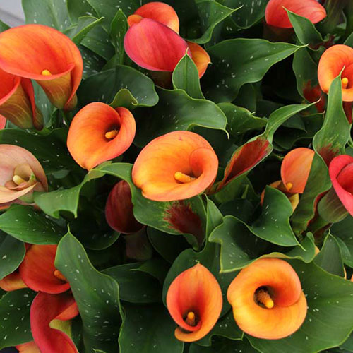 Calla Lilies to buy today from Riverside Bulbs