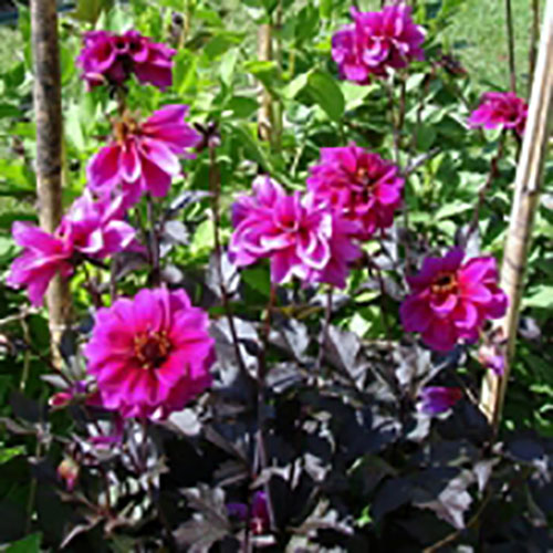 Bishops, Bishop of Llandaff