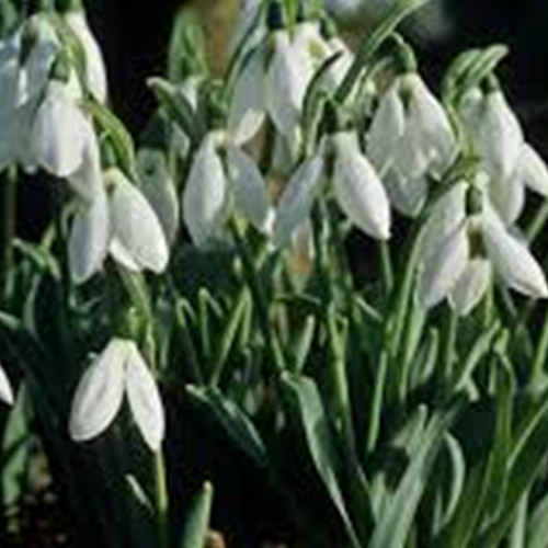 Autumn Flowering Bulbs
