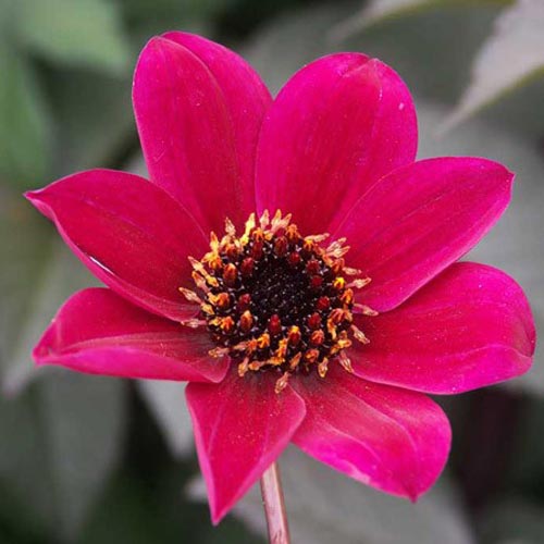 Dark Leaf Dahlia Tubers Bishops Bishop Of Llandaff To Buy Today From Riverside Bulbs