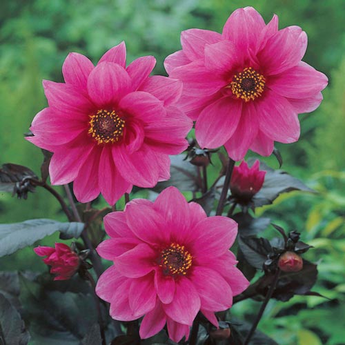 Dark Leaf Dahlia Tubers Bishops Bishop Of Llandaff To Buy Today From Riverside Bulbs