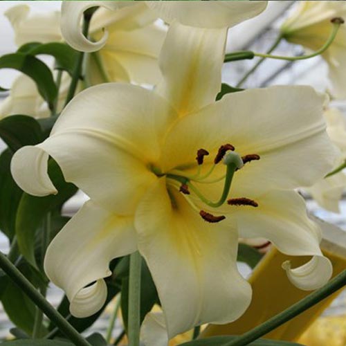Trumpet Lily bulbs, regale, African queen, longiflorum, easter lily ...