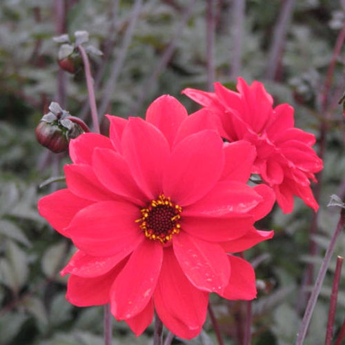 Dark Leaf Dahlia Tubers Bishops Bishop Of Llandaff To Buy Today From Riverside Bulbs